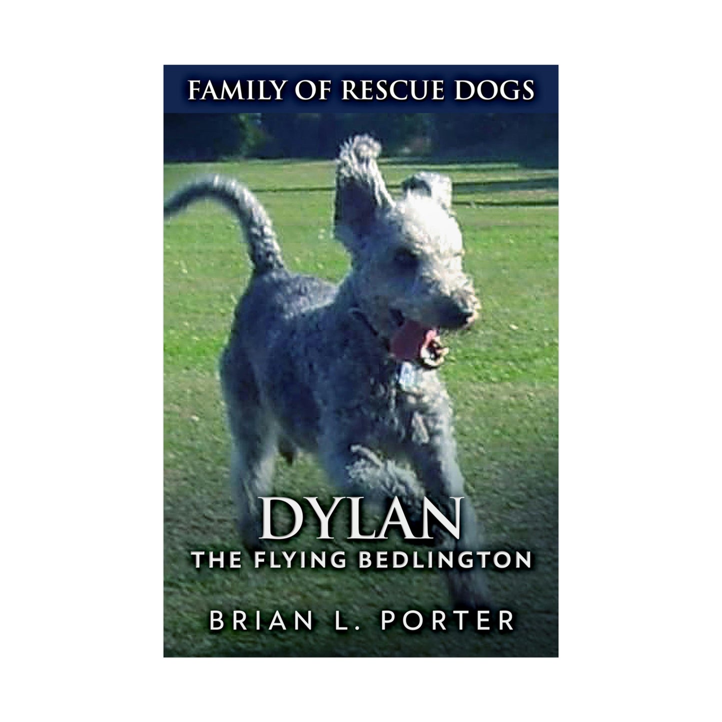 Dylan - The Flying Bedlington - Rolled Poster